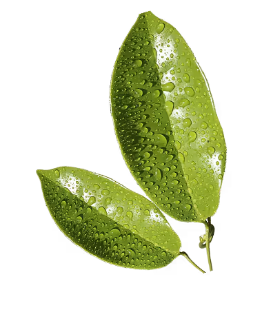 Leaves image